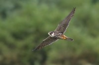 /album/birds-of-prey/hobby-2008-filtered-jpg/
